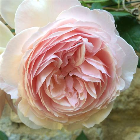 Climbing Rose varieties - opinions and suggestions - Page 2 — BBC ...