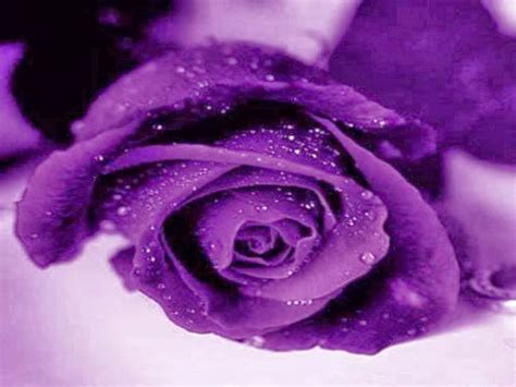 🔥 [75+] Purple Rose Wallpapers | WallpaperSafari