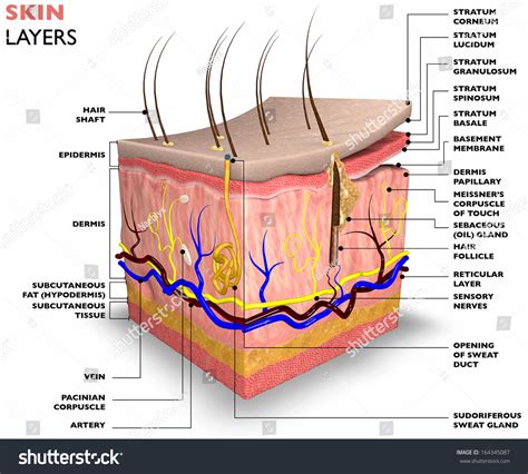 Skin Layers Consist Two Layers Superficial Stock Illustration 164345087 ...