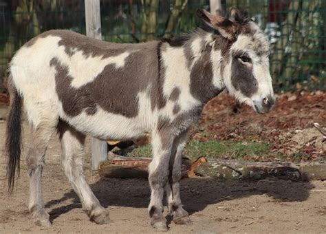 Donkey (Equus africanus asinus)