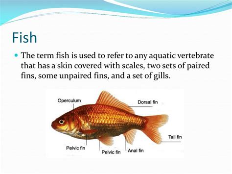 PPT - THE RATE OF OPERCULUM MOVEMENT OF THE FISHES AND ITS BEHAVIOR IN DIFFERENT TEMPERATURE ...