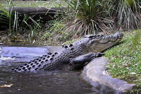 Australia zoo moves the croc | Zoo, Australia, Crocodiles