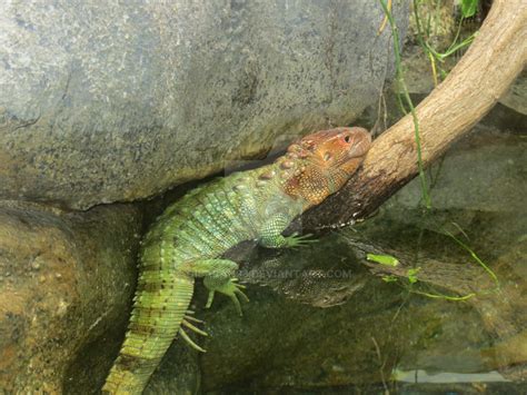 St. Louis Zoo: Caiman lizard by Gilarah93 on DeviantArt