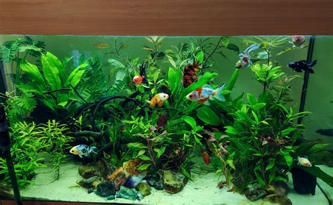 90g planted goldfish tank after an overdue clean up! : Aquariums