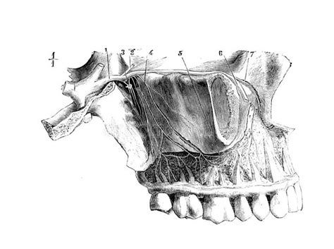 Inferior Maxillary Nerve Vintage Illustration Cartoon - vrogue.co