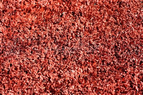 Red Grass on the Lawn, Natural Grass Texture Stock Photo - Image of nature, growth: 30064754