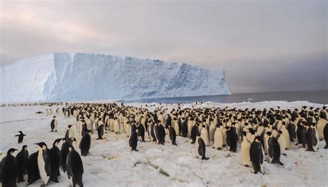 New Emperor Penguin Colony In Antarctica Discovered Using Satellite ...