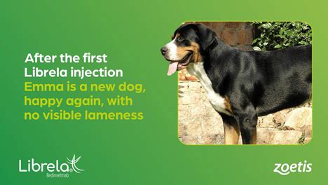 Librela – before and after - Veterinary Practice