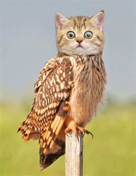 68 Unusual Cat And Bird Hybrids Bred In Photoshop (Add Yours) | Photoshopped animals, Animal ...