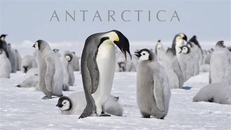 ANTARCTICA 4K South Pole & Emperor Penguins