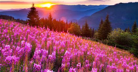 Flower Meadow And Sunset Wallpapers - Wallpaper Cave