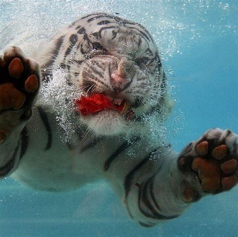 Swimming tiger | Animal photography, Animal pictures, Animal photo