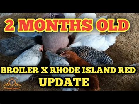 UPDATE 2 MONTHS OLD CROSSBREED RESULT BROILER X RHODE ISLAND RED ...