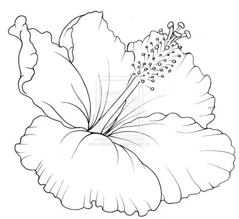 Hibiscus Flower Drawing And Label