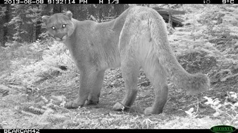 Waterton Wildlife Caught On Camera | Waterton lakes national park, Alberta national parks ...