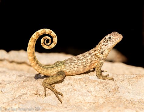 Cuban Curly-Tailed Lizard | David_Rees | Flickr