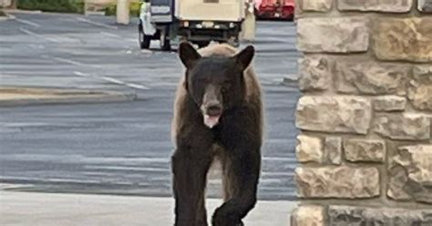 Bear spotted near Prescott Valley Safeway Sunday morning