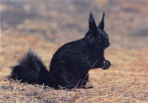 Effects of Human Recreation Activity on Abert’s Squirrel and Dusky Grouse - Images