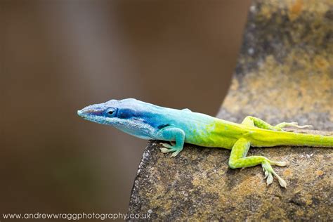 Cuban Blue Knight Anole Lizard | Cienfuegos, Cuba | Andrew Wragg | Flickr