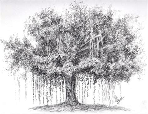 Banyan Tree Drawing by Swati Singh