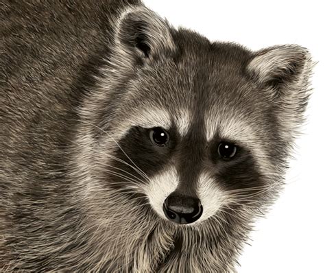 Raccoon: Digital Drawing on Behance