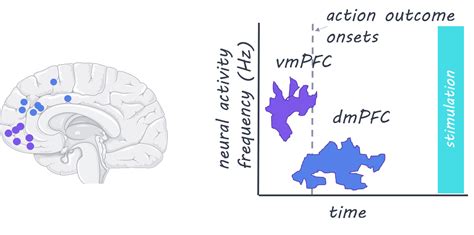 Ventromedial Prefrontal Cortex