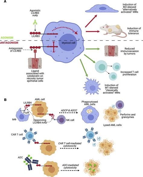 JCI Insight - Human inhibitory leukocyte Ig-like receptors: from immunotolerance to immunotherapy