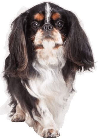 English Toy Spaniel - Training Course on English Toy Spaniel