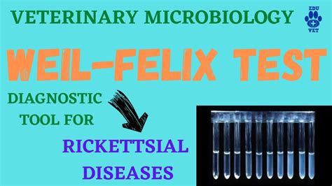 Weil-Felix Test ! Diagnosis for Rickettsiosis - YouTube