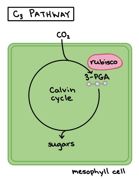 Cam Pathway In Plants