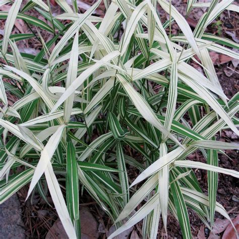 Chasmanthium latifolium 'River Mist' (PP20643) from Neil Vanderkruk Holdings Inc.