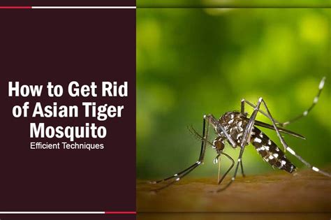 How to Get Rid of Asian Tiger Mosquito: Efficient Techniques