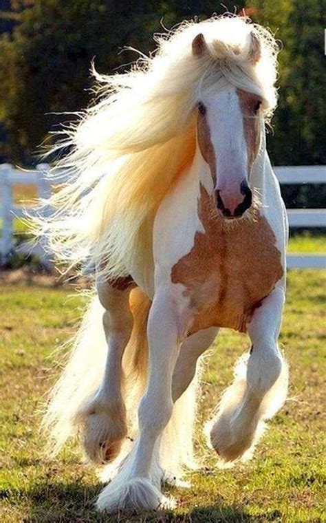 Gorgeous | Cavalos bonitos, Cavalos, Raça de cavalo