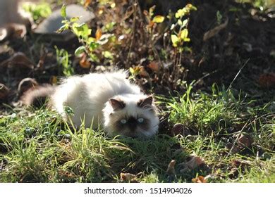 8,293 Persian Cat Blue Eyes Images, Stock Photos & Vectors | Shutterstock