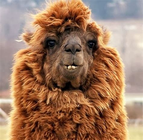 Funny Alpaca Faces