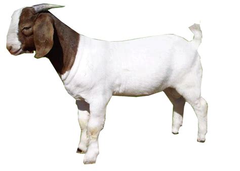 Goat PNG | PNG All