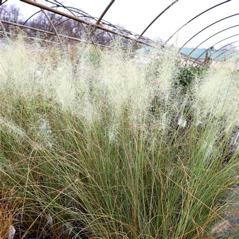 Buy White Cloud Muhly Grass Online | Garden Goods Direct