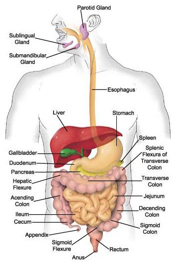 Conditions and Services | Gastroenterology and Hepatology