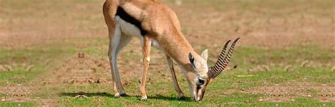 Thompsons Gazelle - Animal Facts and Information