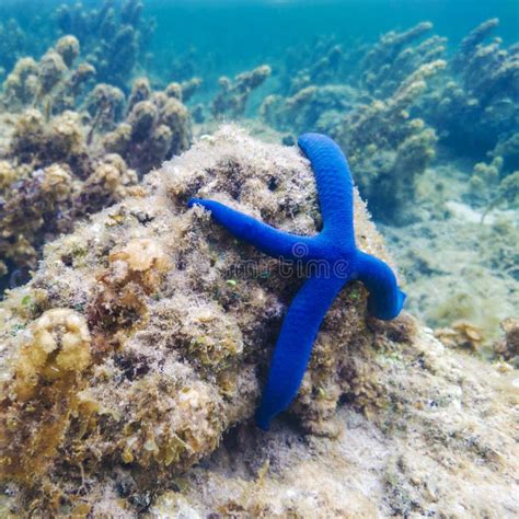 Starfish underwater stock image. Image of fish, animal - 272913433