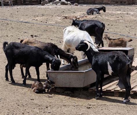 Goat Farming In India | Modern Farming Methods