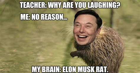 Elon musk rat - Imgflip