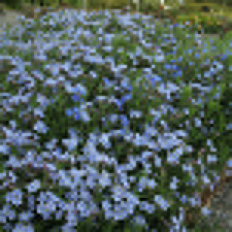 A Big Photo of Lithodora Diffusa from FindMePlants