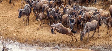 Northern Serengeti wildebeest Migration Safari by the Mara River