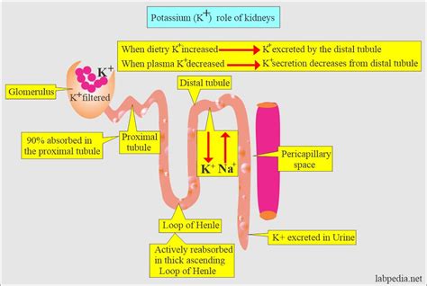 Urine Potassium (K+) 24-Hour or Random sample - Labpedia.net