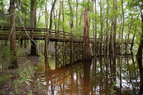 Congaree National Park Wallpapers - Wallpaper Cave