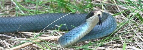 Read the description of the Blue Racer Snake, including the appearance, biology, habitat ...