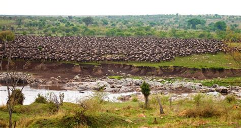 The Most Spectacular The Great Migration of the Serengeti | Sima Safari