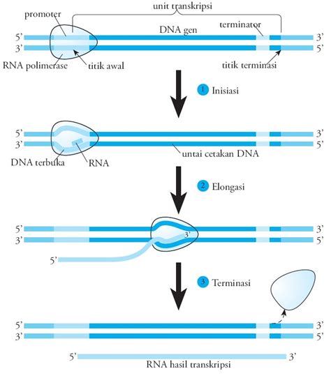 Unit Transkripsi Dna Yang Mencetak Mrna Adalah – Cara Golden