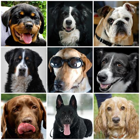 Canine Collage Free Stock Photo - Public Domain Pictures